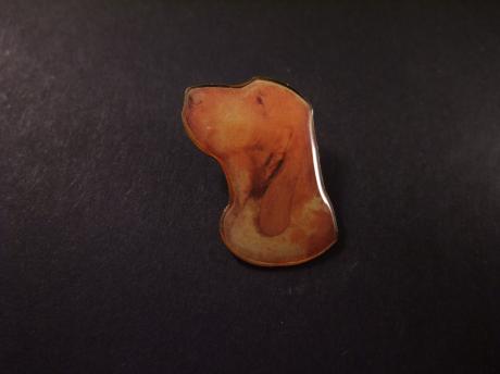 Bracco Italiano, jachthond